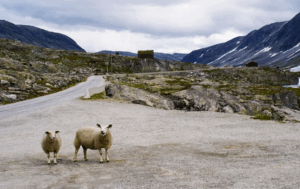 two sheep beside a road