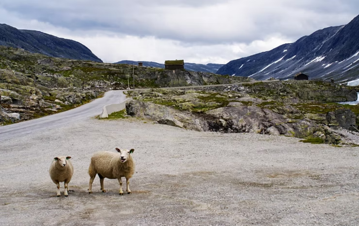 two sheep beside a road